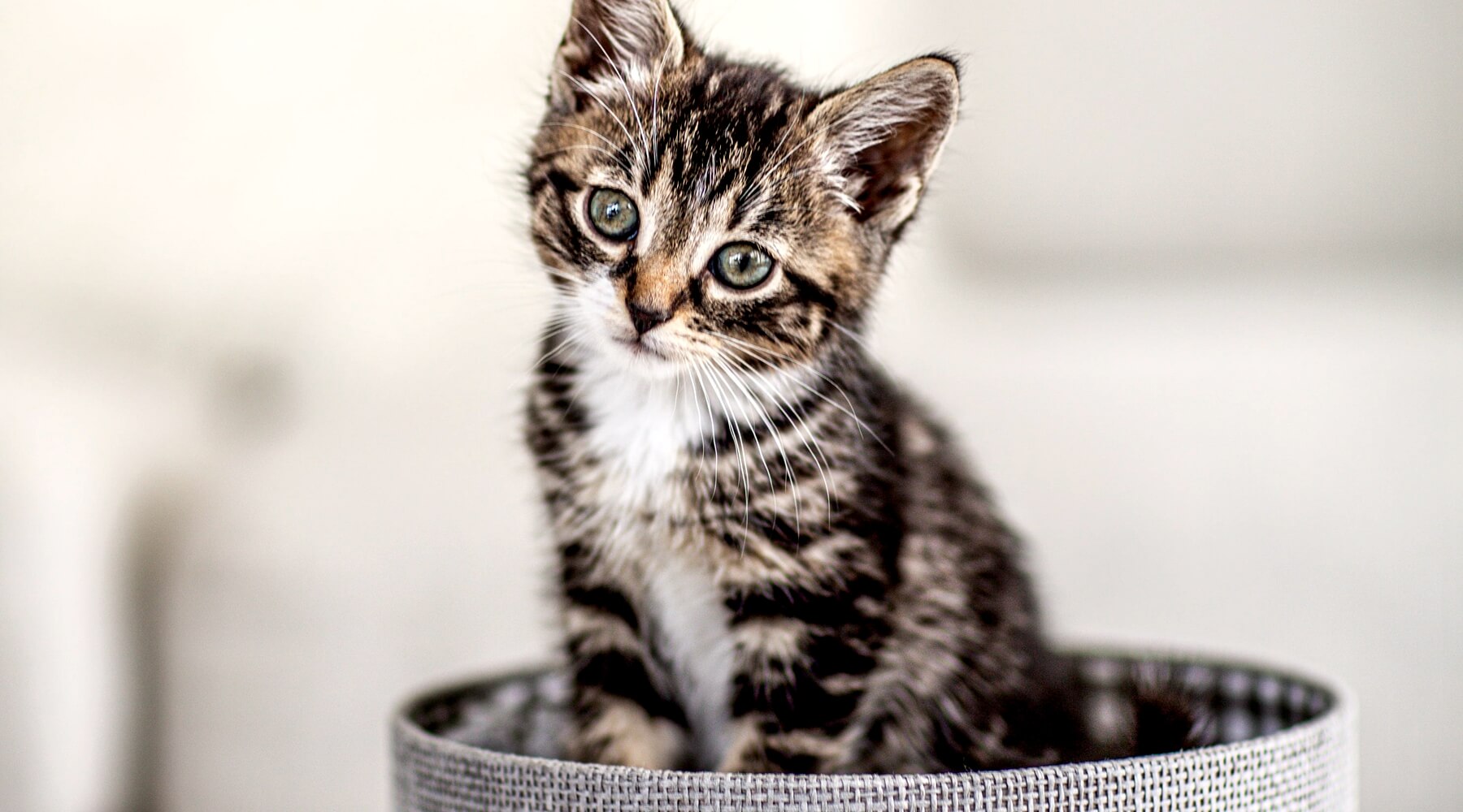 Peeing outside the litter box online