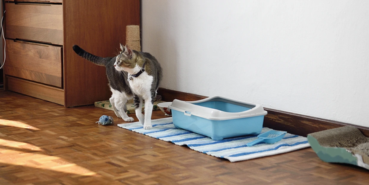 Cat Pee Catastrophe? 13 Reasons and How to Fix Them!