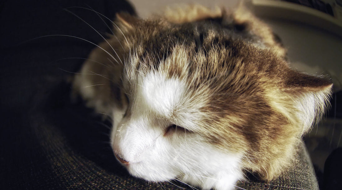 How Do Cats Know to Use the Litter Box？