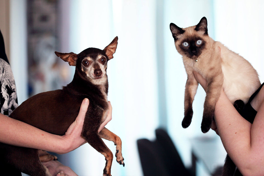 How To Introduce a Cat to a Dog?