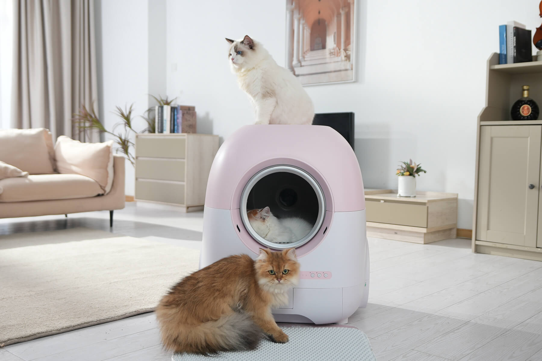 Can two cats outlet share a litter box