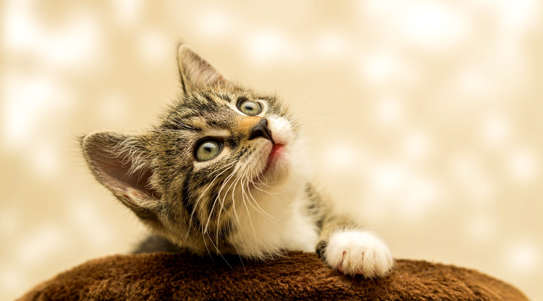 Introducing kitten new arrivals to litter box