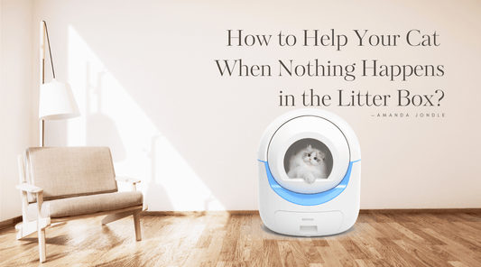 How to Help Your Cat When Nothing Happens in the Litter Box?