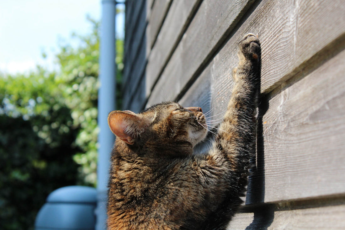 Optimizing Cat Health with Self-Cleaning Litter Boxes