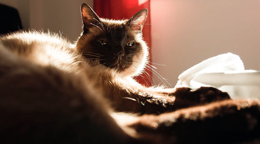 Tips To Help Your Senior Cat Sleep Better