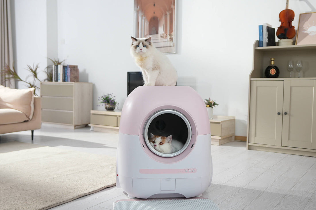 Cat Frequent Urination: Top Reasons Your Cat Is Peeing a Lot