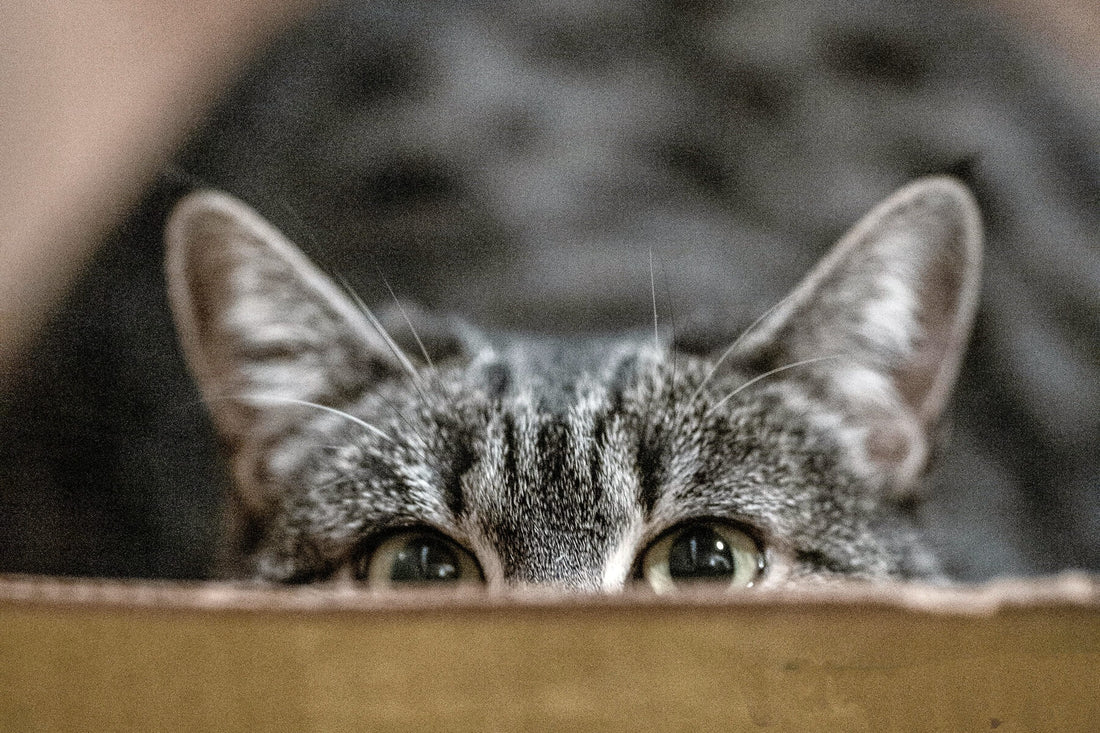 Why Is My Cat Eating Litter?