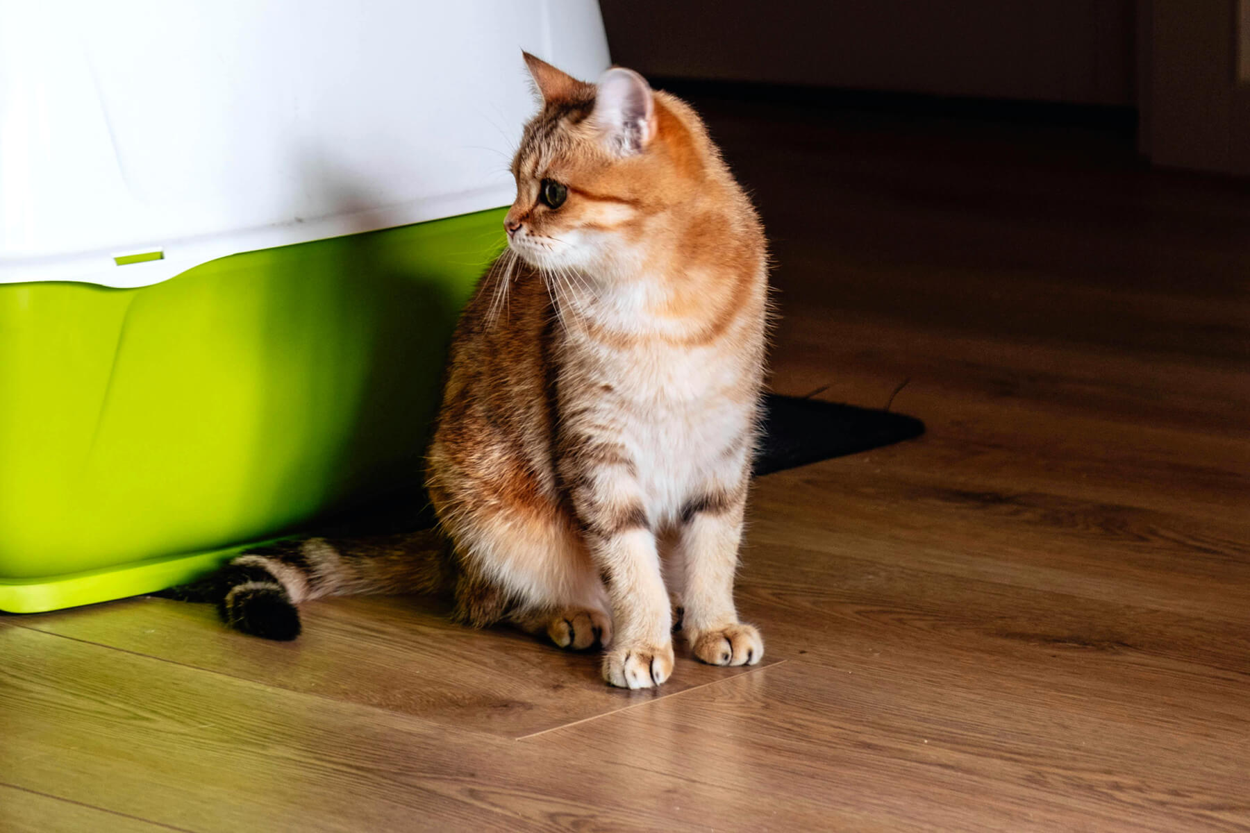 Cat pooping on floor instead hotsell of litter box