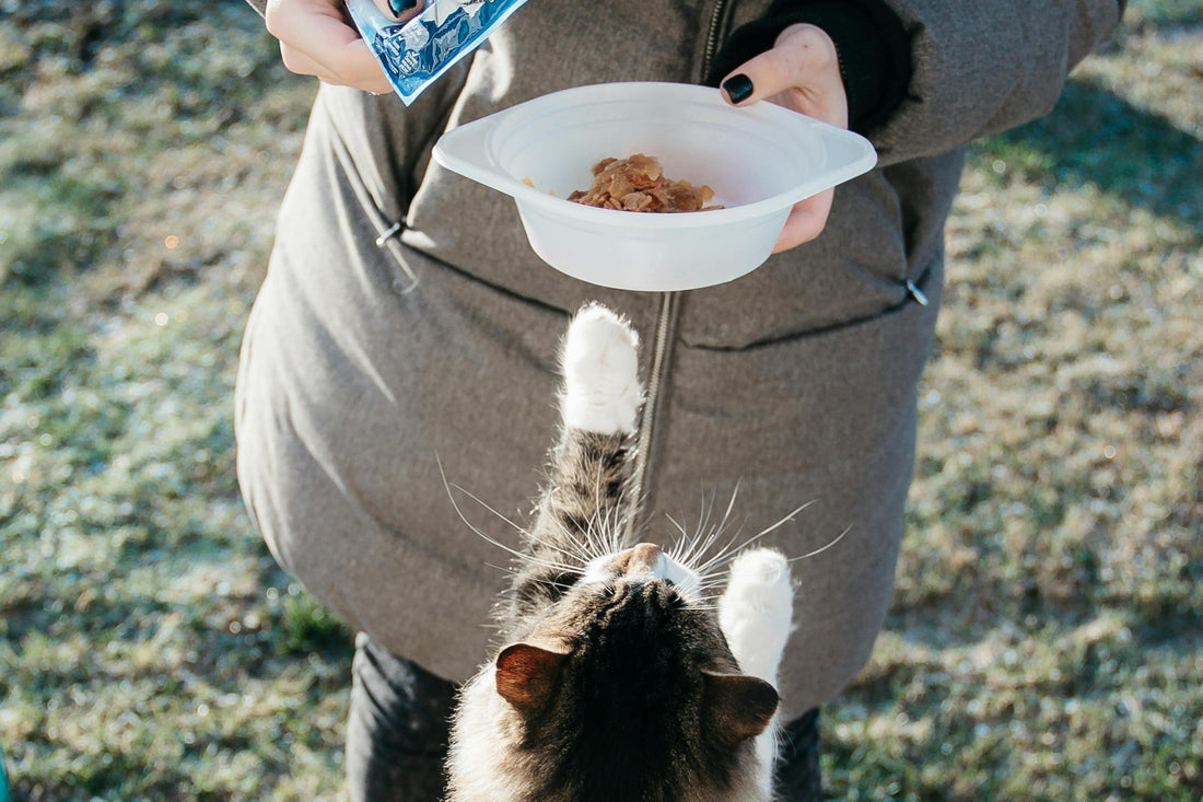 Revolutionizing Cat Care with the REDSASA Self Cleaning Cat Litter Box: Uncovering the Link Between Diet and Feline Digestive Health