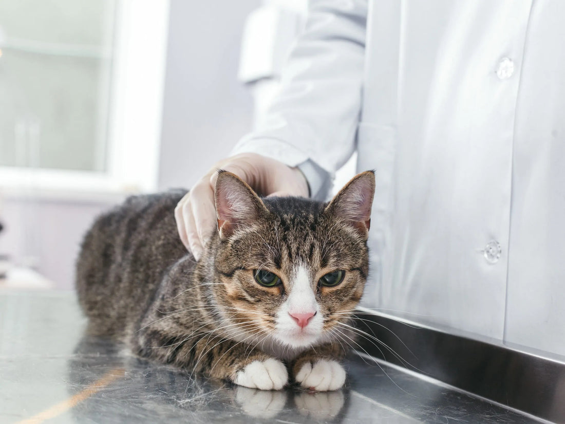 Understanding and Managing High Blood Pressure in Cats