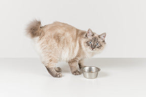 Maintaining Your Cat's Kidney Health: A Vital Guide for Cat Lovers